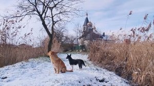 Пёс рыжик пёс и малявка ледовый период