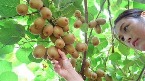 Ферментация киви позволяет сохранить фруктовый аромат в бутылке. смотреть онлайн