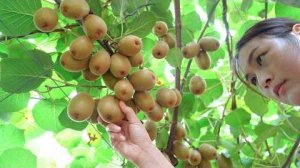 Ферментация киви позволяет сохранить фруктовый аромат в бутылке.