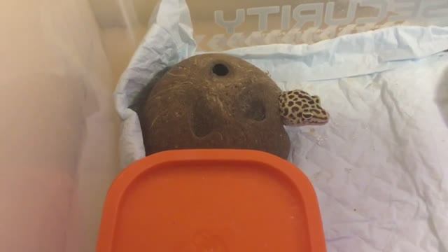 Как накормить ящерицу (эублефара) вкусно и полезно. Замороженые сверчки смотреть онлайн