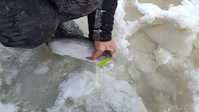 Основной водоём. Форель на блесну. смотреть онлайн