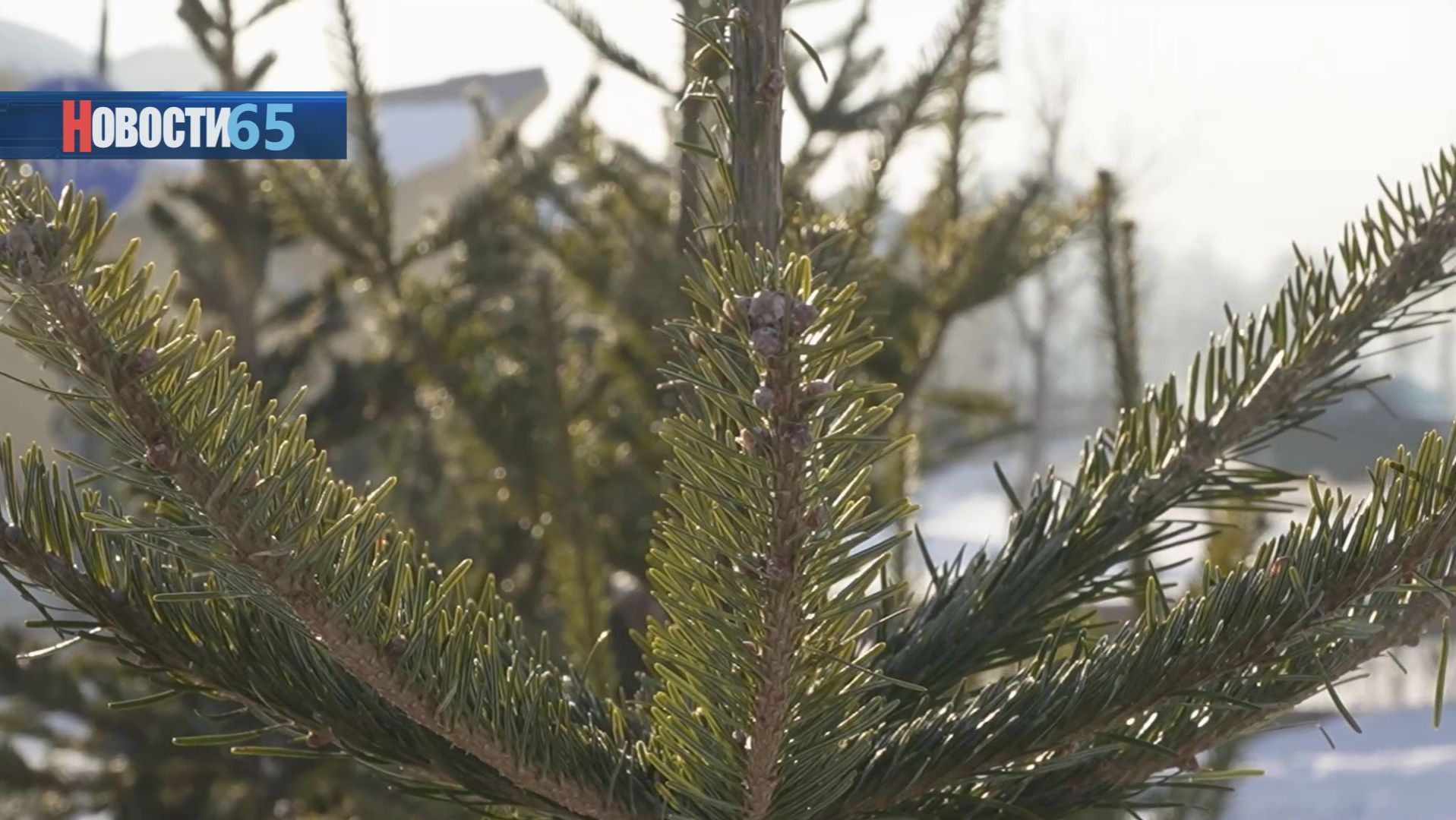 Где купить и как потом утилизировать? Жителям областного центра напомнили об ответственности