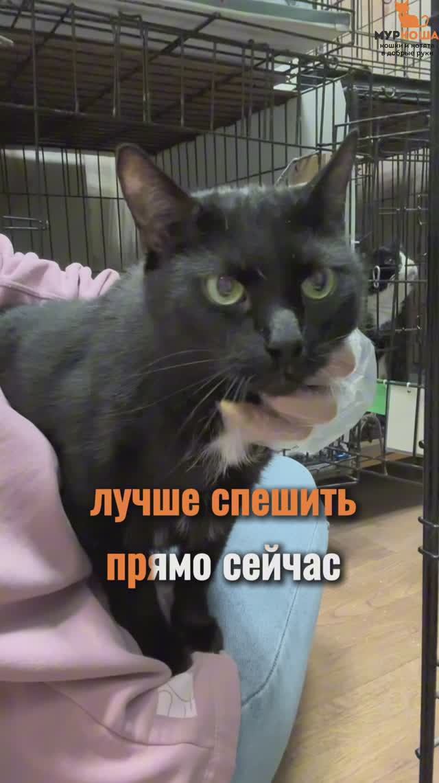 Позитрон ждёт вас в приюте #Муркоша смотреть онлайн