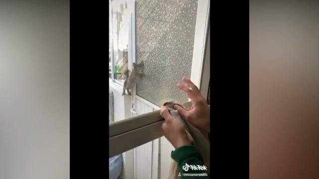 СМЕШНЫЕ КОШКИ ? Приколы с котами #7 смотреть онлайн