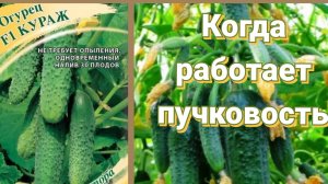 Кураж. Пучковые огурцы