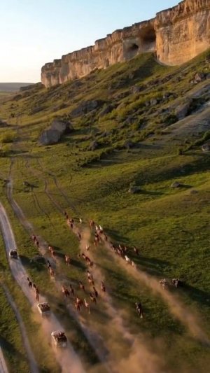 стая лошадей