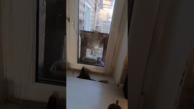 Белки Тюмень 17.12.25 смотреть онлайн