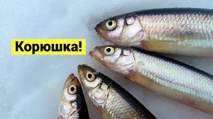 Морская и речная корюшка!  Рыбалка со льда!