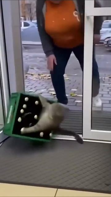 типичный кот в магазине смотреть онлайн