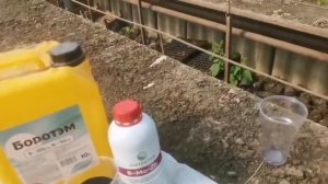 Дружное цветение томата применение бора на томате