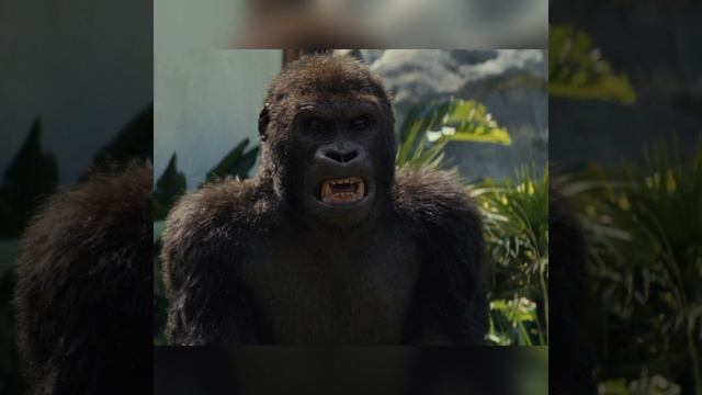 Горила албинос заступилась за человека смотреть онлайн