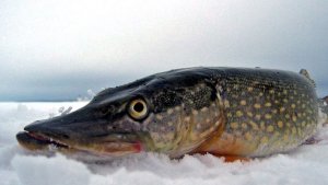 Охота На Щуку