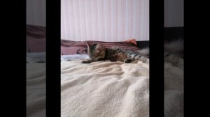 lv_0_20251229174010.mp4