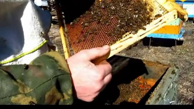 Семья трутовка весной смотреть онлайн