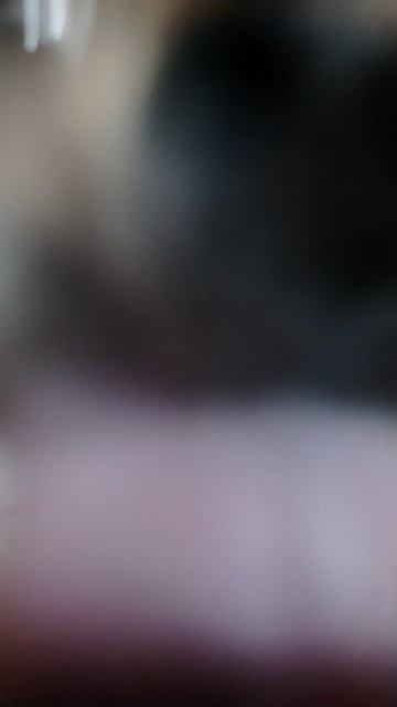 Джек рассел снова в деле