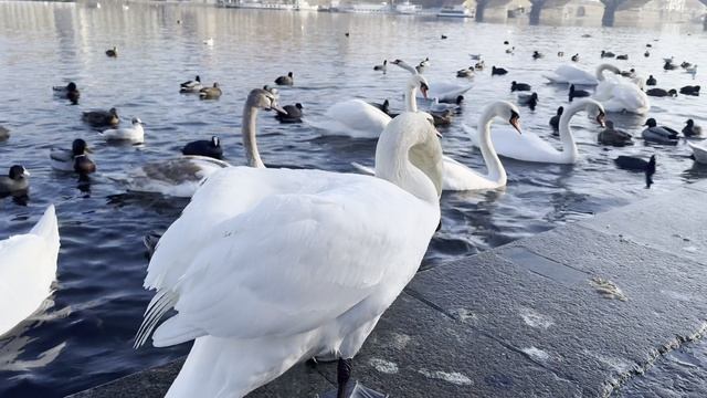 Лебеди на Влтаве смотреть онлайн