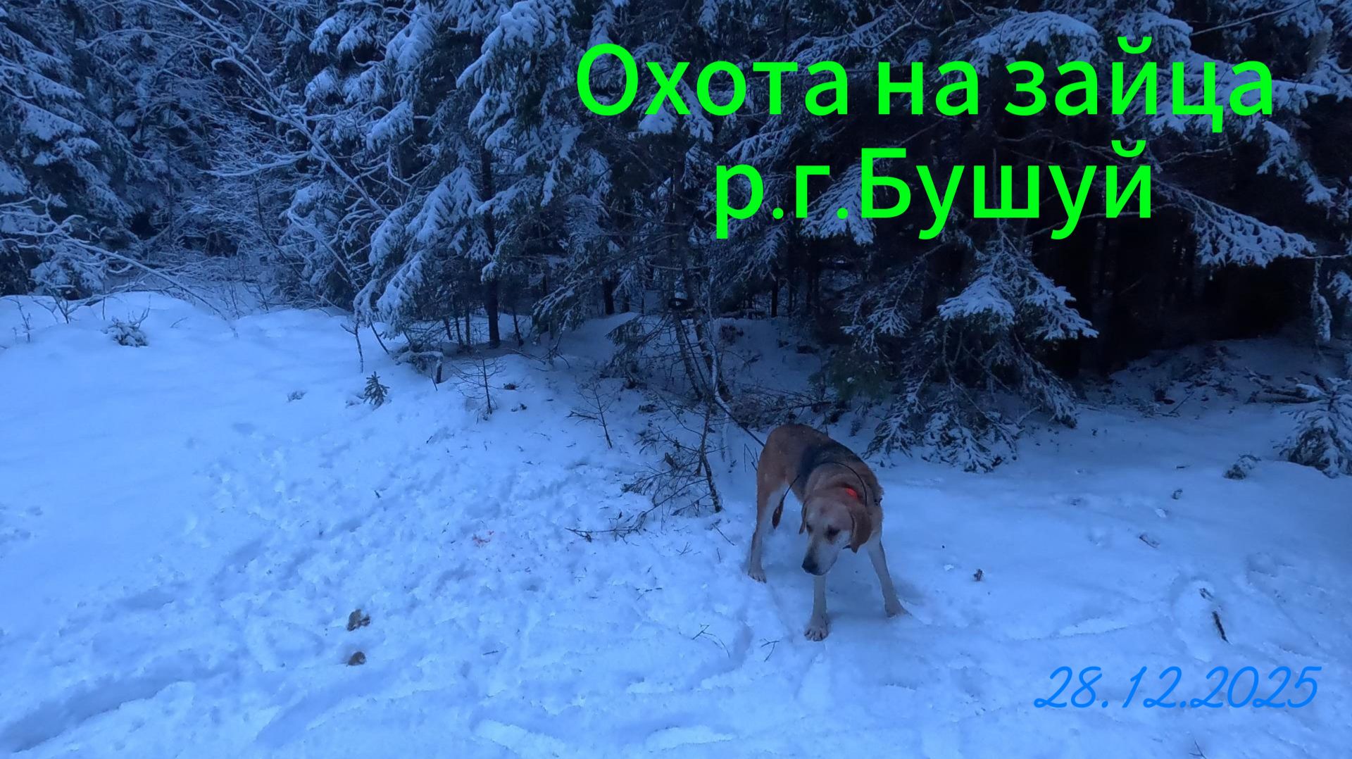 Охота на зайца р.г. Бушуй 28.12.2025 смотреть онлайн