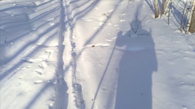 Проверка капканов часть 〽️ 10.Удачная проверка. смотреть онлайн