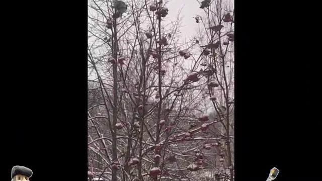 Дрозды рябинники .... Сбор рябины ... декабрь 2025 г.