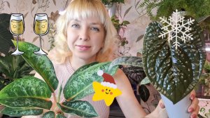 Пересадки: антуриум Люксурианс и аглаонема Оранж Флейм