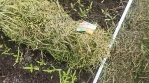 9,10 апреля 2025 г. Опять зима