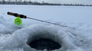 Только опустил и сразу удар. Крупный окунь на блесну. Зимняя рыбалка 2025-2026