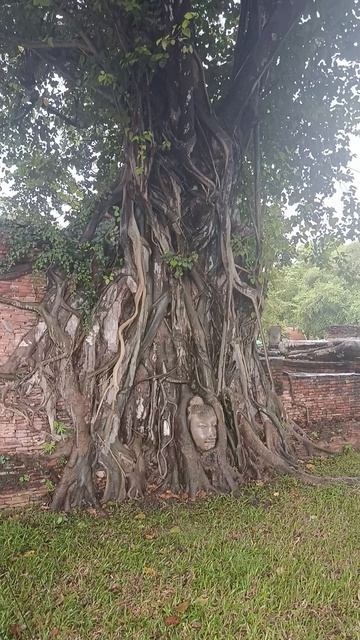 Голова Будды, которую спасло дерево