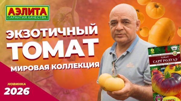 Оригинальный сорт томата -  НОВИНКА 2026! Сочный десертный биф-томат САРТ РОЛУАЗ