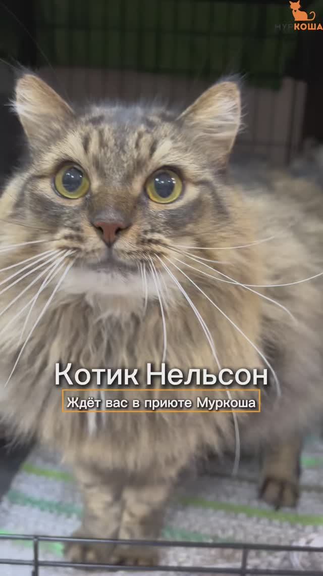 Нельсон ждёт вас в приюте #Муркоша смотреть онлайн