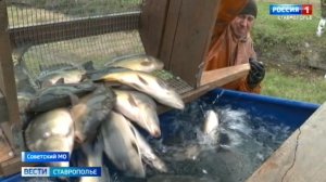 У ставропольских рыбоводов в разгаре сезон вылова