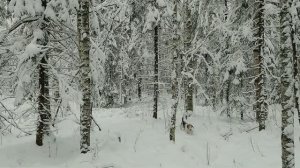 Охота с Русским пегим.  28.12.2025 год.