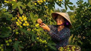 Сбор сочный плодов инжира прямо с дерева