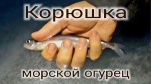 корюшка на шпунтах