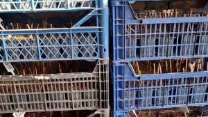 Черенкуем голубику