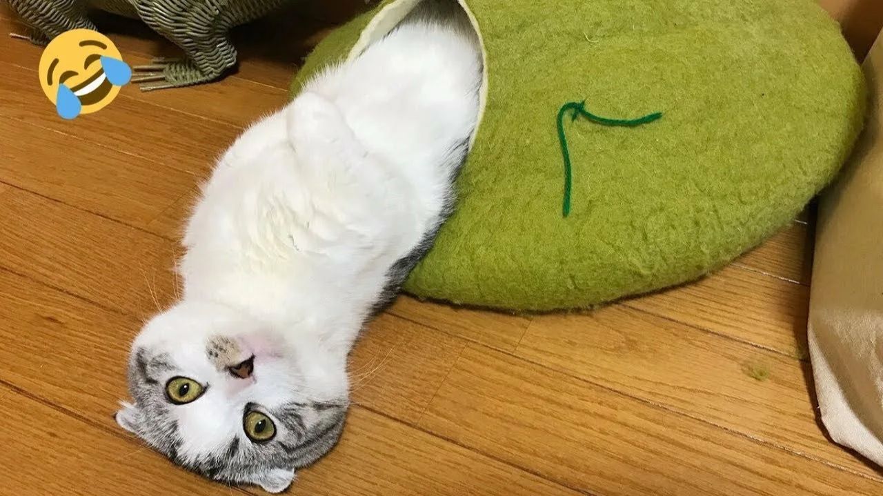 СМЕШНО ДО СЛЕЗ 😹😍 СМЕШНЫЕ КОТЫ, ЛУЧШИЕ ПРИКОЛЫ С КОТАМИ, СОБАКАМИ КОШКИ,СОБАКИ , ЖИВОТНЫЕ 🥰 смотреть онлайн