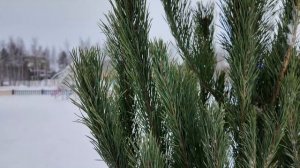 Новости Нижневартовска - 29 декабря 2025