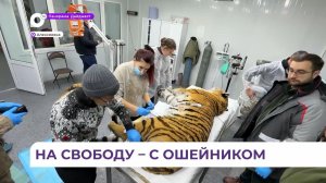 Отловленного ранее в Барабаше тигра выпустили в естественную среду обитания