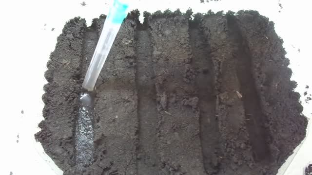 ПЕТУНИЯ. ПОСЕВ МОКРЫМИ ПРОТРАВЛЕННЫМИ СЕМЕНАМИ С ПОМОЩЬЮ ШПРИЦА. 2022 год. смотреть онлайн