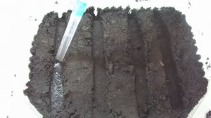 ПЕТУНИЯ. ПОСЕВ МОКРЫМИ ПРОТРАВЛЕННЫМИ СЕМЕНАМИ С ПОМОЩЬЮ ШПРИЦА. 2022 год.