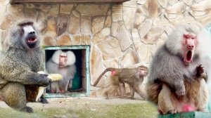 Джульетту клеймить не будем! Есть 2 шанс! Самый БОЛЬШОЙ анубис ПОНЯЛ нас и ПОДСТАВИЛ спинку !