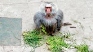 ДЕЛИКАТЕС для ДОМ2! Дикие нравы, никакой жалости - гамадрилы живут своим уставом, а мы наблюдаем!