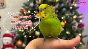 Новогодний говорящий попугай Антошка 💚🎄