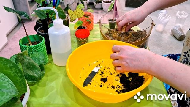 ЦВЕТОЧНЫЕ ДЕЛА.КАШПО И ОПОРЫ.КОМНАТНЫЕ РАСТЕНИЯ(ЦВЕТЫ). смотреть онлайн