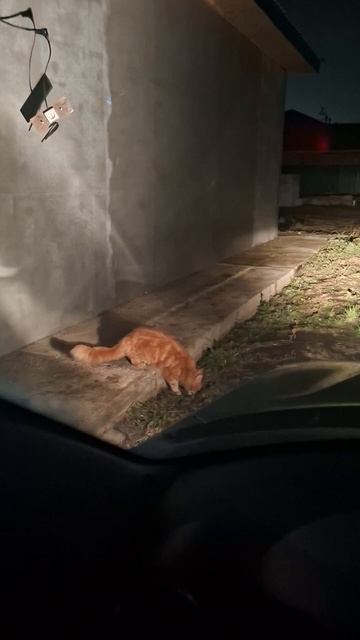 Том и джери в реальной жизни смотреть онлайн