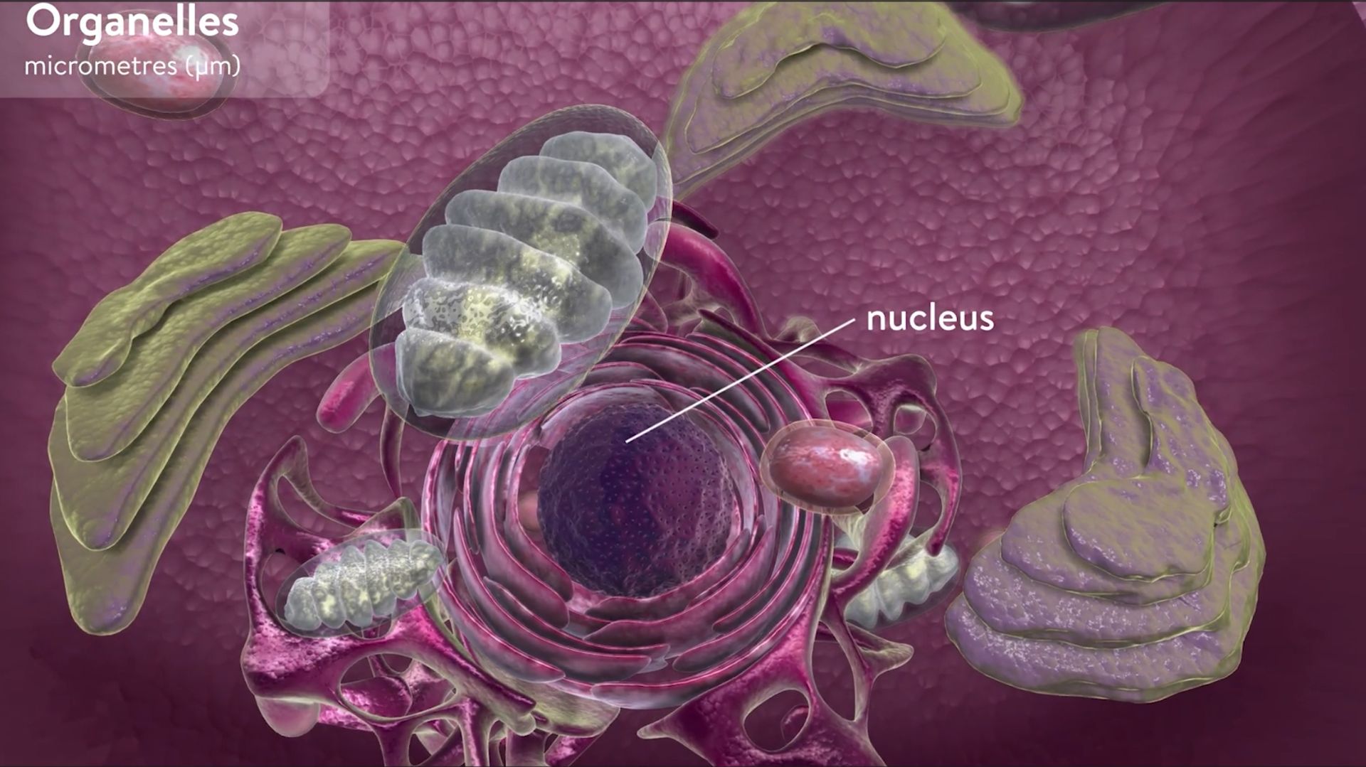 Анимация копирование ДНК в клетке смотреть онлайн