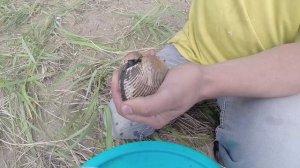 Как добыть и приготовить анадару