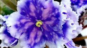 Обновление корневой системы у фиалок ☘️🌸☘️🌸