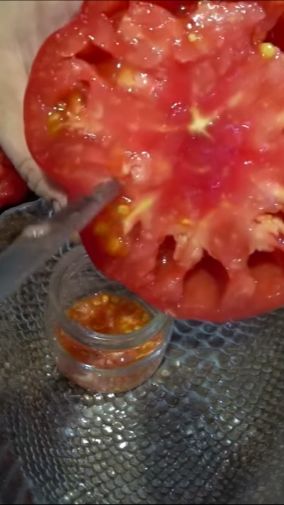 Семена томатов лучше сушить на целлофановом пакете смотреть онлайн