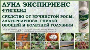 Луна Экспириенс - средство от болезней голубики, мучнистой росы, альтернариоза, гнилей овощей. Обзор