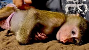 Эту шемлю-Анфису только Влад может угомонить и уложить спать)))